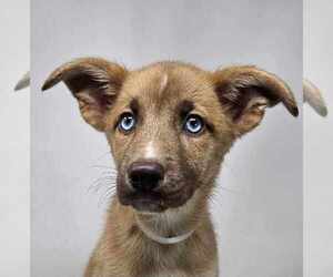 Huskies -Unknown Mix Dogs for adoption in New York, NY, USA