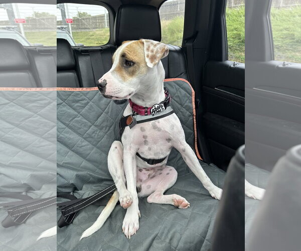 Medium Photo #11 Bull Terrier-Pointer Mix Puppy For Sale in Oakhurst, NJ, USA