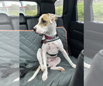 Small Photo #11 Bull Terrier-Pointer Mix Puppy For Sale in Oakhurst, NJ, USA