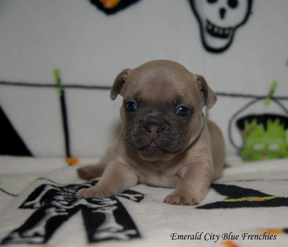Medium Photo #2 French Bulldog Puppy For Sale in EVERETT, WA, USA