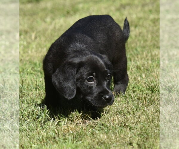 Medium Photo #1 Dachsador Puppy For Sale in Mechanicsburg, PA, USA