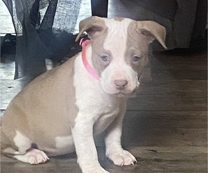 Bullypit-Mutt Mix Puppy for sale in WETUMPKA, AL, USA