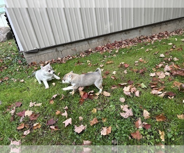 Medium Photo #8 Alaskan Klee Kai-Pomeranian Mix Puppy For Sale in ATHENS, WI, USA