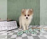 Small #2 Pomeranian