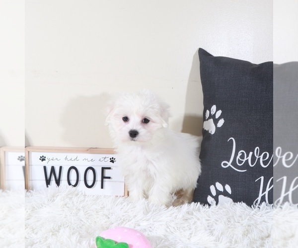Medium Photo #4 Maltese Puppy For Sale in MOUNT VERNON, OH, USA