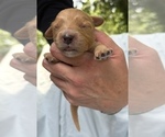 Small Photo #44 Cavapoo Puppy For Sale in PENSACOLA, FL, USA