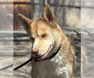 Valkyrie - Male Siberian Husky-Unknown Mix Dog for Adoption - Photo #8