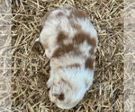 Small #1 Australian Shepherd