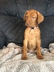 Small Photo #6 Vizsla Puppy For Sale in INSTITUTE, WI, USA