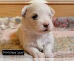 Small Photo #4 Maltese Puppy For Sale in MOUNTAIN GROVE, MO, USA