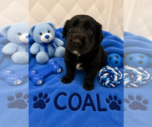 Australian Shepherd Dogs for adoption in Euless, TX, USA