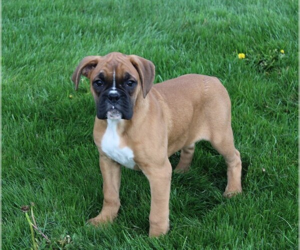 Medium Photo #4 Boxer Puppy For Sale in SHIPSHEWANA, IN, USA