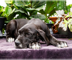 Small #4 Great Dane