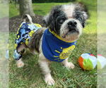 Small #10 Shih Tzu