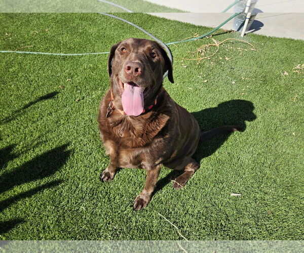 Medium Photo #2 Labrador Retriever Puppy For Sale in Clovis, CA, USA