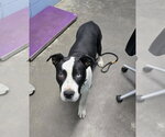 Small #2 Mutt