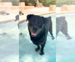 Small Photo #5 Rottweiler Puppy For Sale in Gilbert, AZ, USA