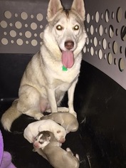 Mother of the Siberian Husky puppies born on 11/29/2017