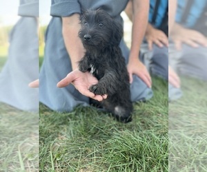 YorkiePoo Puppy for sale in BREMEN, IN, USA