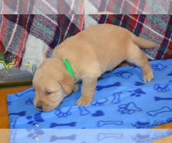 Medium Photo #32 Golden Retriever Puppy For Sale in OWEN, WI, USA
