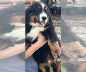 Bernese Mountain Dog Puppy for sale in DUNNELLON, FL, USA