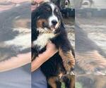 Small Photo #1 Bernese Mountain Dog Puppy For Sale in DUNNELLON, FL, USA