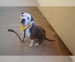 Small Photo #1 American Staffordshire Terrier-Unknown Mix Puppy For Sale in McKinney, TX, USA