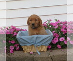 Puppy L blue collar English Cream Golden Retriever