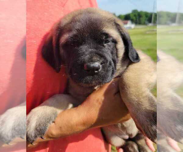 Medium Photo #1 American Mastiff Puppy For Sale in JACKSON, OH, USA
