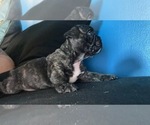 Small Photo #33 French Bulldog Puppy For Sale in NEWARK, NJ, USA