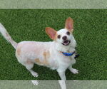 Small #2 Chihuahua Mix