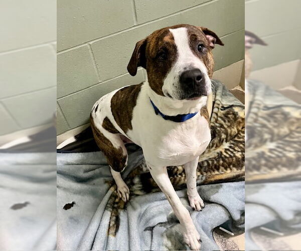 Medium Photo #2 Mutt Puppy For Sale in Webster, WI, USA