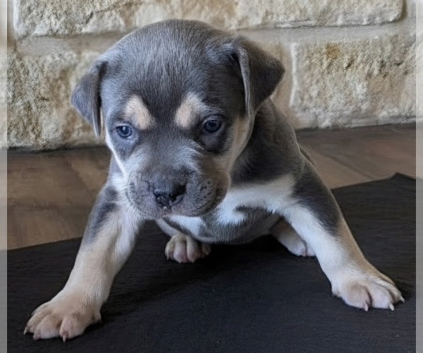 Medium Photo #11 American Bully Puppy For Sale in COPPERAS COVE, TX, USA