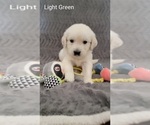 Small Photo #15 English Cream Golden Retriever Puppy For Sale in DELTONA, FL, USA
