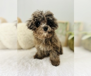 Poodle (Toy) Puppy for sale in MURFREESBORO, TN, USA