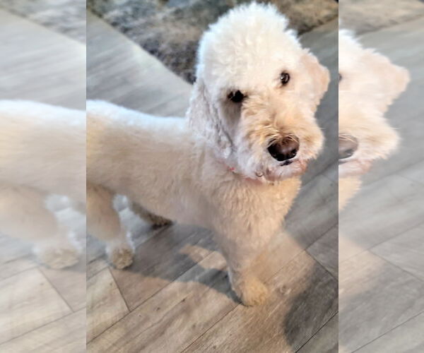 Medium Photo #3 Goldendoodle Puppy For Sale in Glendale , AZ, USA