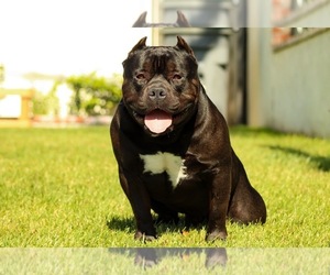 Father of the American Bully puppies born on 08/13/2020