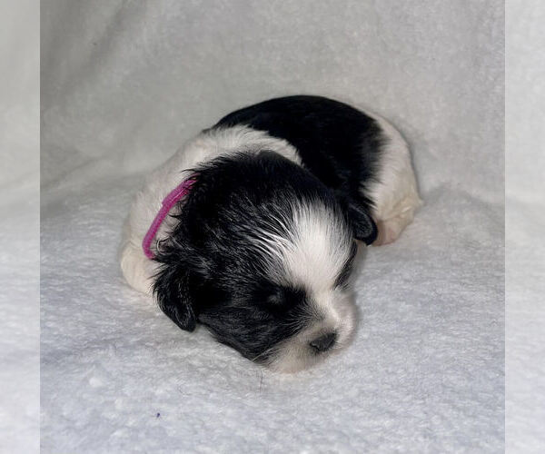 Medium Photo #1 Shih Tzu Puppy For Sale in BARSTOW, CA, USA