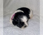 Small Photo #1 Shih Tzu Puppy For Sale in BARSTOW, CA, USA