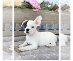 Small Photo #1 French Bulldog Puppy For Sale in BEDFORD, VA, USA