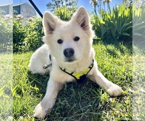 Samoyed Puppy for sale in COLORADO SPRINGS, CO, USA
