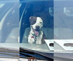 Small #3 American Pit Bull Terrier Mix