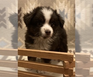 Miniature Australian Shepherd Puppy for sale in FORT MORGAN, CO, USA
