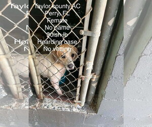 Chloe Grace - Female Beagle Dog for Adoption - Photo #2