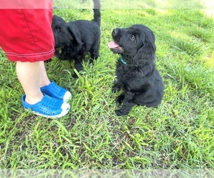 Labradoodle Puppy for sale in CARTHAGE, MO, USA