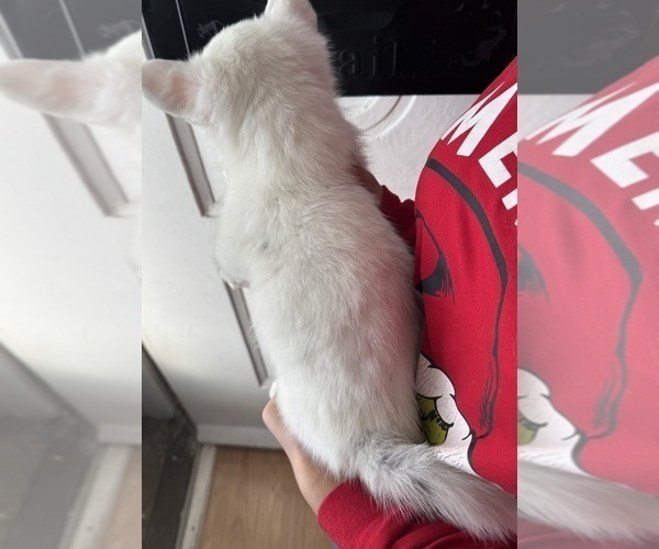 Medium Photo #3 Pembroke Welsh Corgi Puppy For Sale in PHILADELPHIA, PA, USA