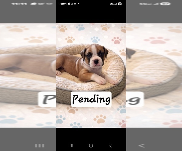 Medium Photo #5 Boxer Puppy For Sale in SAPULPA, OK, USA