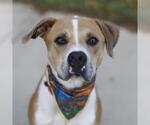 Small American Staffordshire Terrier Mix