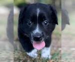 Small Photo #9 Australian Shepherd Puppy For Sale in MATTHEWS, NC, USA