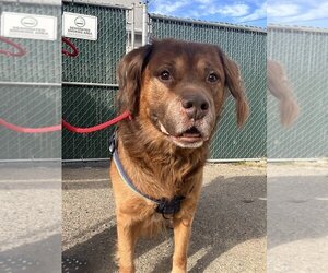 Australian Kelpie-Labrador Retriever Mix Dogs for adoption in Brewster, NY, USA